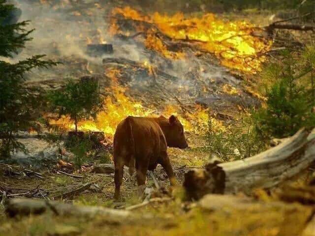 Wild Animals in middle of the burning Amazon Rain Forest