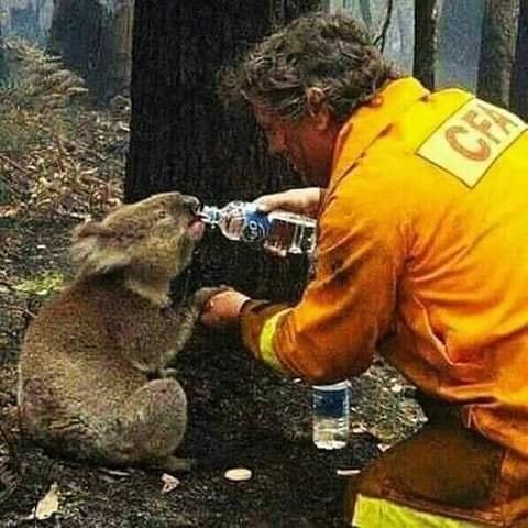 Rescue workers trying to save the live