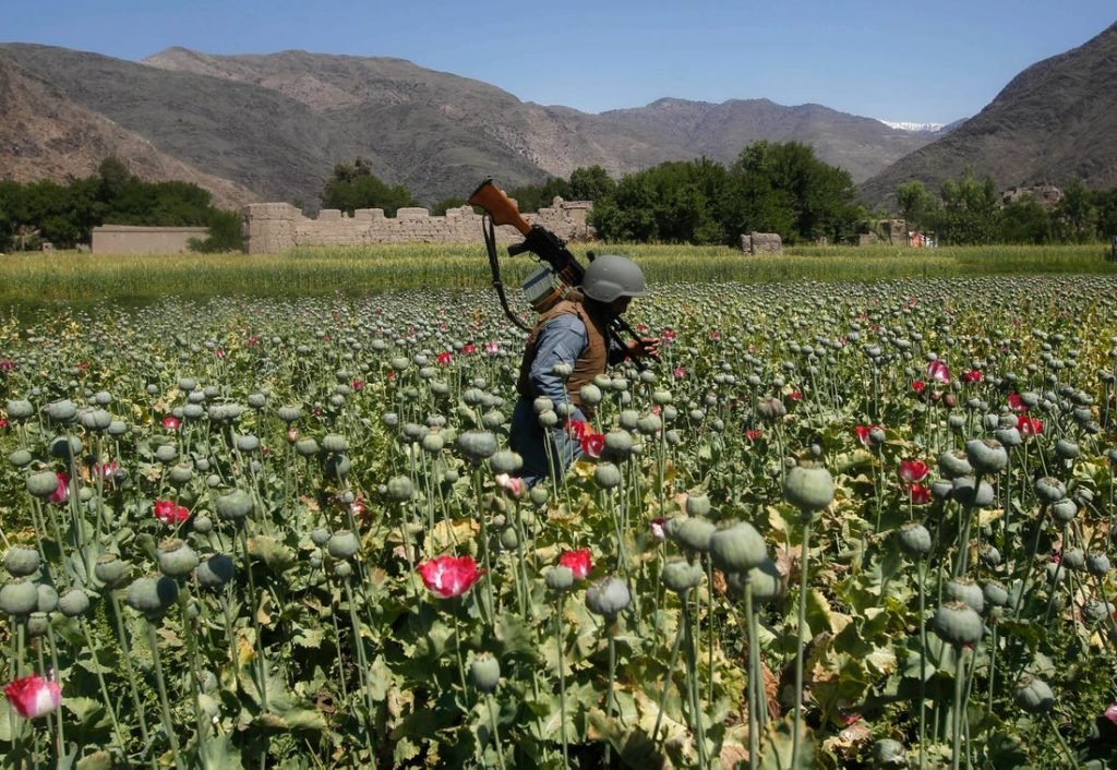 Biggest Setback for Pakistan: Ashraf Ghani to crackdown on Opium Production and ending Pakistan Supported Taliban Terrorists source of Revenue