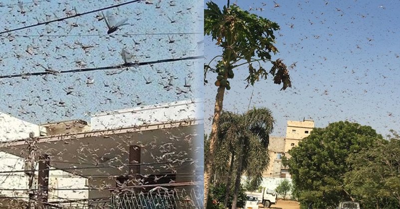 Locust Infestation In Balochistan And Sindh: Swarm of Locusts seen over houses in Karachi