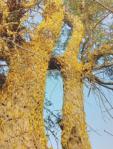 Locust Infestation In Balochistan And Sindh: Swarm of Locusts eating up the whole trees.