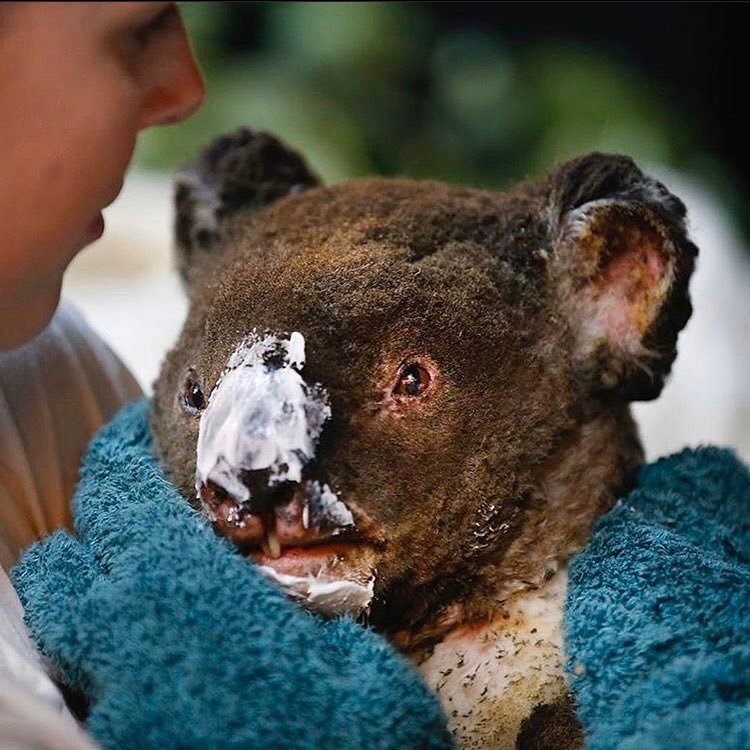 Victim of the Climate Change Lobby Hawks, a burnt Koala.
