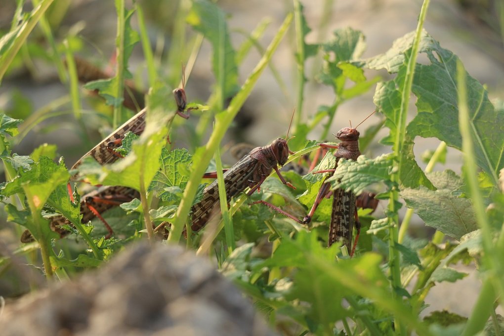 Locust Infestation In Balochistan And Sindh: Swarm of Locusts eating all vegetation