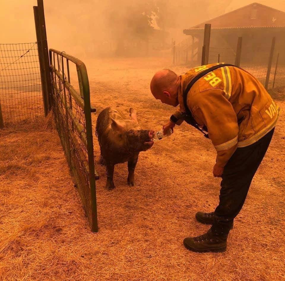 A firefighter offers water to a thirsty pig trapped on a farm among the California wildfires.