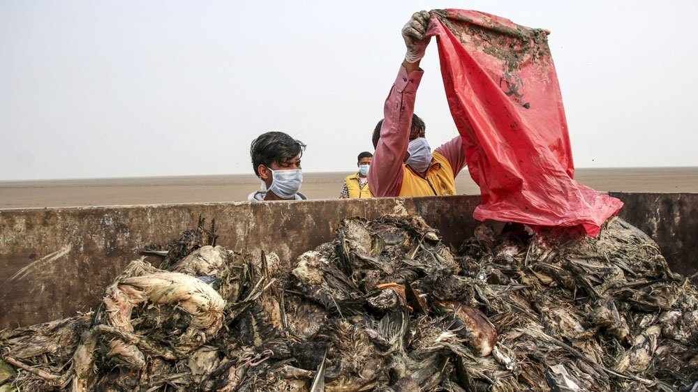 Did China launch Another Major Bio-Weapons Attack On India And World Using Migratory Birds As A Carrier?