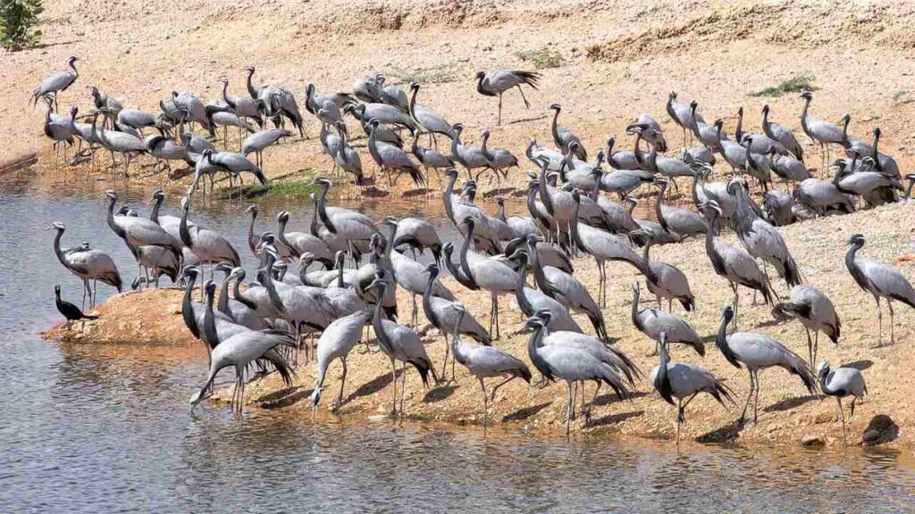 Did China launch Another Major Bio-Weapons Attack On India And World Using Migratory Birds As A Carrier?