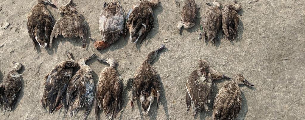 Dead Migratory Birds found