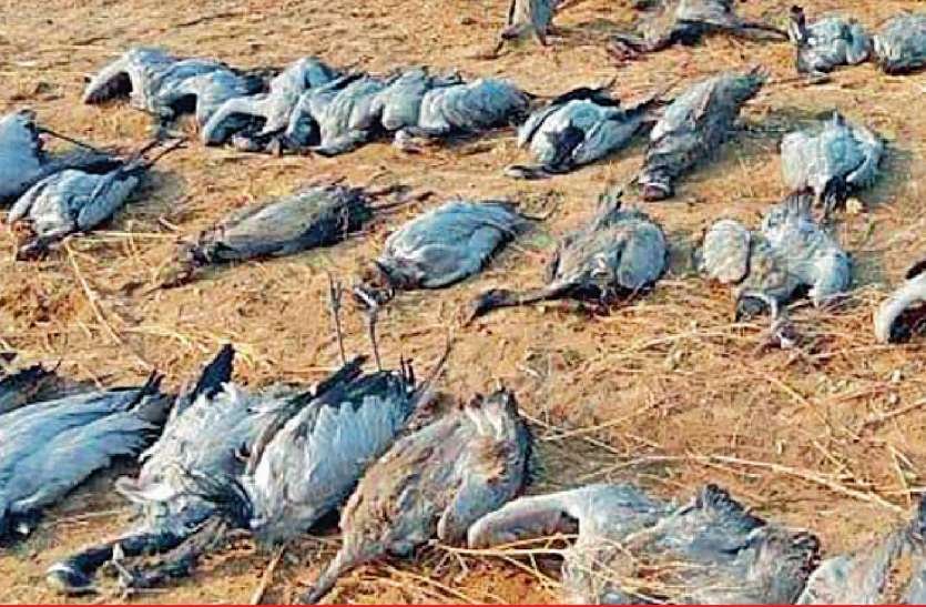 Did China launch Another Major Bio-Weapons Attack On India And World Using Migratory Birds As A Carrier?